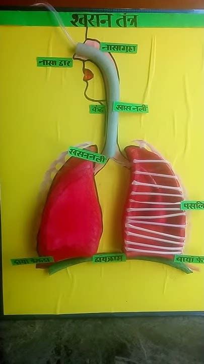 Respiratory System Working Model Youtube