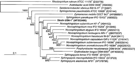 Rooted Fitch Margoliash Tree Based On Nearly Complete S Rrna Gene