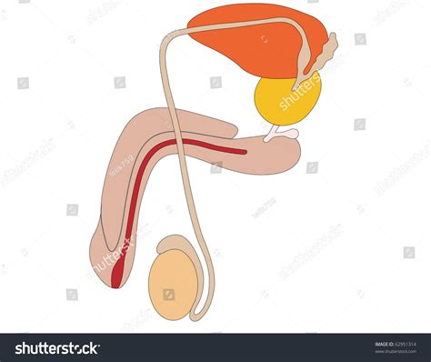 Vector Man Genitals Stock Vector Royalty Free 62951314 Shutterstock