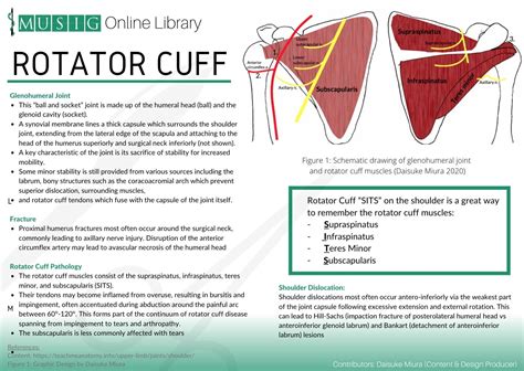 Rotator Cuff - Fact Sheet — MUSIG