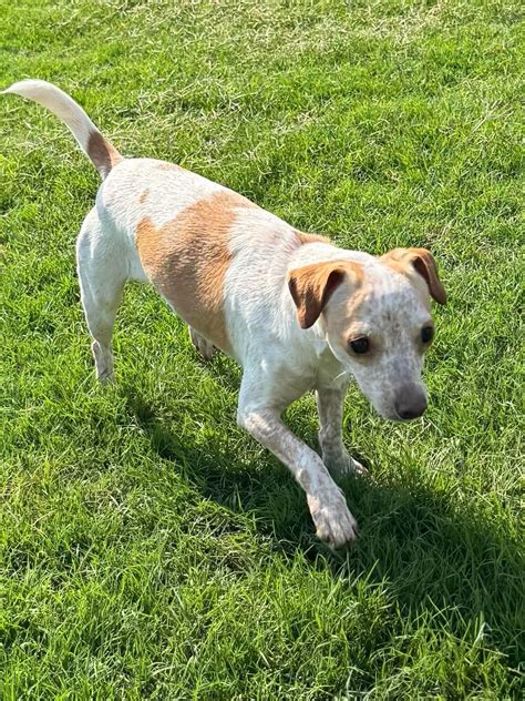 Augusta Georgia Peach - Adoptable Pet | Petfinder | Petfinder