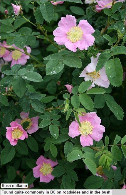 Nootka Or Wild Rose California Native Garden Plants California