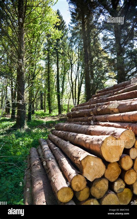 Stack Of Felled Tree Trunks With Trees In Background Stock Photo Alamy