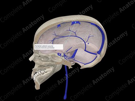 Parietal Lateral Lacuna | Complete Anatomy