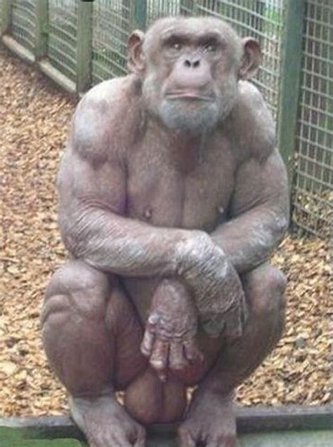 Hairless Chimp Wants Your Love Imgur