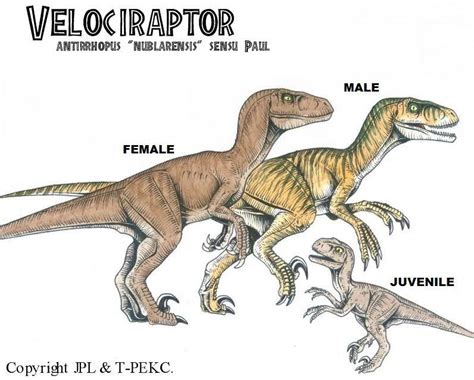 Headcanon Velociraptor Appearances Jurassic Park Jurassic Park Poster Jurassic Park 1993