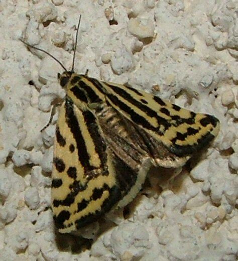 R F Insecta Lepidoptera Noctuidae Acontia Emmelia