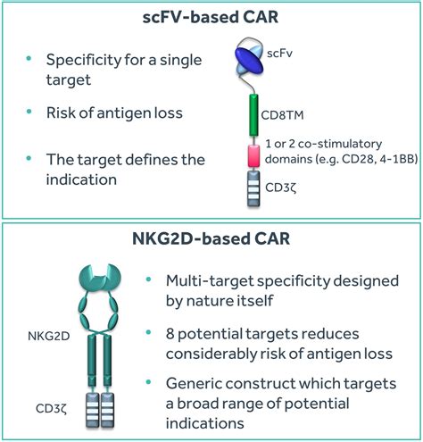 Development Of The Next Generation Nkg2d Car T Cell Manufacturing