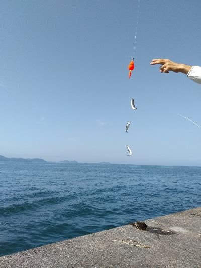 さばー 和歌山県 加太漁港 サビキ サバ 陸っぱり 釣り・魚釣り 釣果情報サイト カンパリ