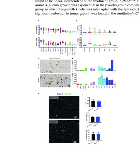 In Silico Analysis Of Ephrinb2 And Ephb4 In Physiological Brain Tissue Download Scientific