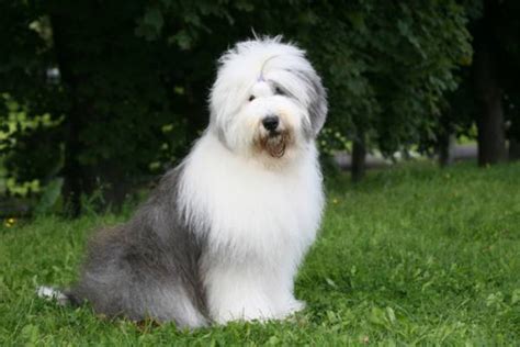 29 Of The Cutest Old English Sheepdog Pictures Ever Pbh2