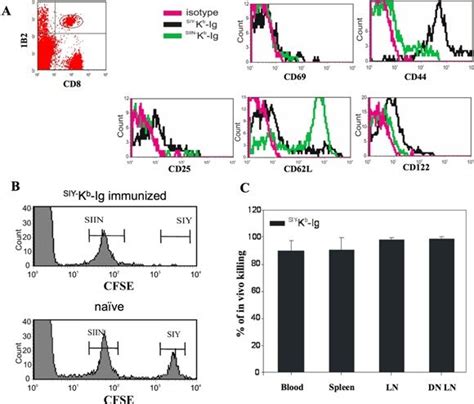 Phenotypic And Functional Characterization Of Adoptively Transferred C