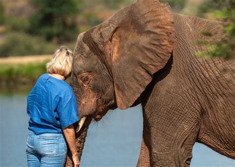 story  khanyisa south africas beloved albino elephant