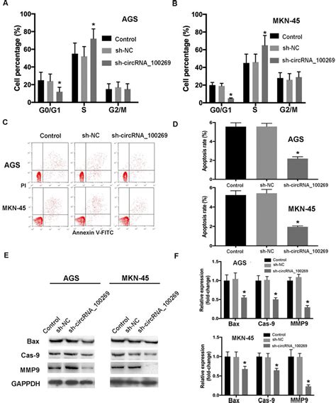 Knockdown Of Hsa CircRNA 100269 Inhibits Cell Cycle Arrest And