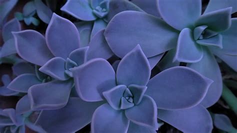 Can Succulents Grow in Shade? - Succulents Grower