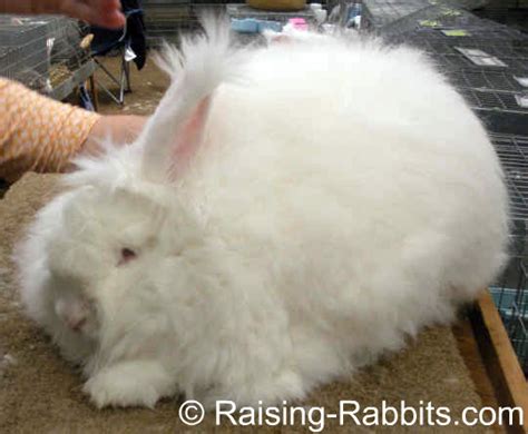 Giant Angora Rabbits. Description, grooming, care, angora wool