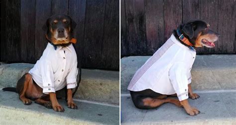 Mazap N El Famoso Perrito De Oaxaca Recibe Una Guayabera Para La