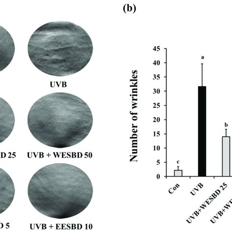 Ultraviolet B Uvb Mediated Wrinkle Formation Was Attenuated By Download Scientific Diagram