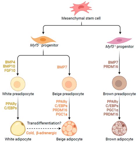 Cells Free Full Text Rna Binding Proteins In The Regulation Of