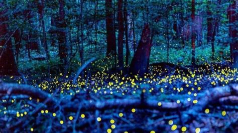 RoadTrip to see the synchronous fireflies at Congaree National Park ...