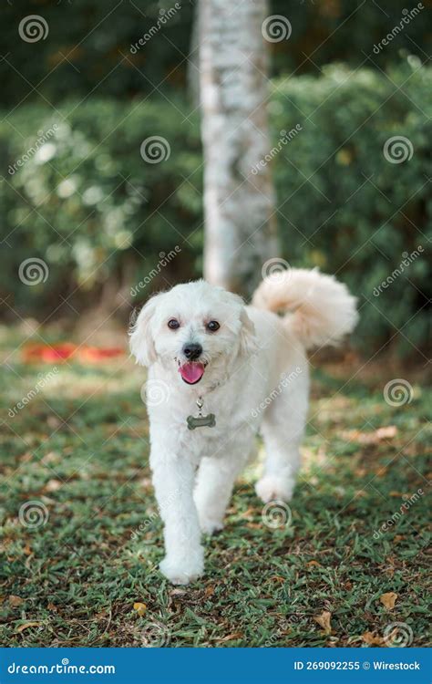 White Dog Running In The Park Stock Image Image Of Outside Park