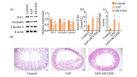 Protective Effect Of Mcc On Intestinal Injury In Acute Pancreatitis