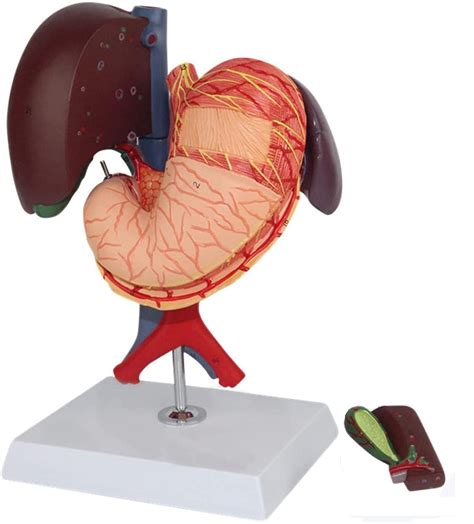 Buy Life Size Liver Anatomical Model Human Liver Pancreas Duodenum