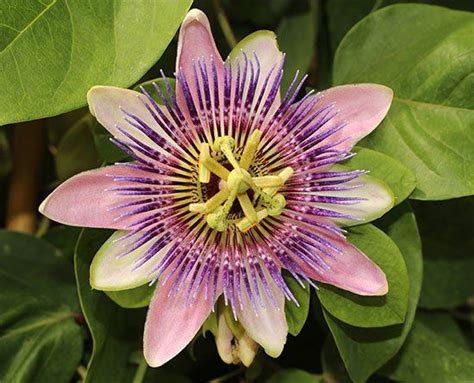 5 Manfaat Bunga Passiflora Untuk Kesehatan Tubuh