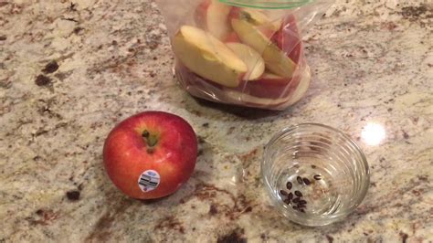 How To Germinate Apple Seeds The Easy Way Youtube