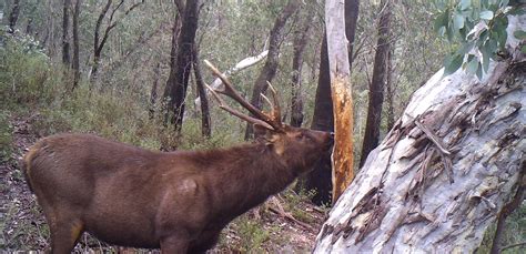 Identifying Deer Signs National Feral Deer Action Plan