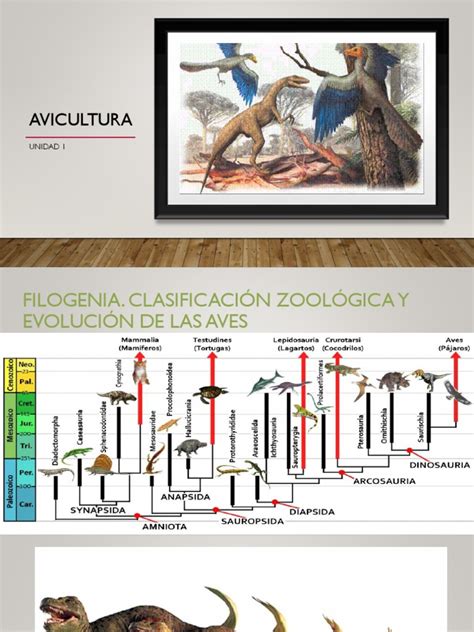 Evolución De Las Aves Pdf Aves Reptil