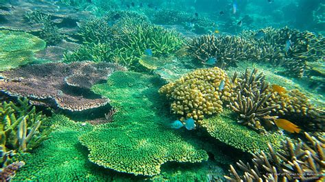 Hd Wallpaper Coral Reef Off Tioman Island Malaysia Islands