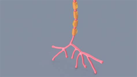 3D Neuron Anatomy - TurboSquid 2001382