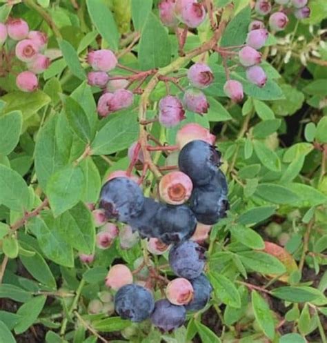 Pink Lemonade Blueberry Pink Blueberry Vaccinium Pink Lemonade