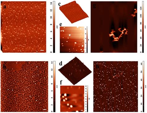 2D And 3D Images Of DNA By Atomic Force Microscopy AFM Scanning Of