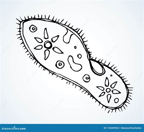 Top 112+ drawing of paramecium latest - seven.edu.vn