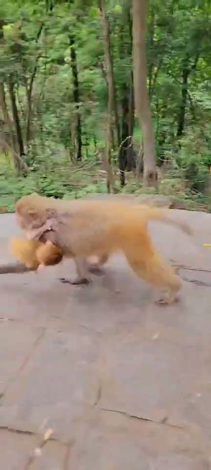 Wow Adorable Monkeys Eating Daily 🐵🐒shorts Monkeys Monkeyslife