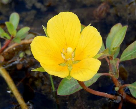 Creeping Water Primrose Project Noah