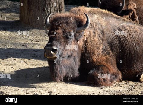 Bison Lying Down And Resting Stock Photo Alamy