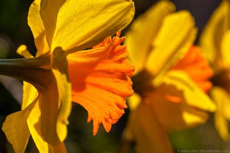 Cultivated Varieties of Narcissus - Summer-Dry | Celebrate Plants in ...