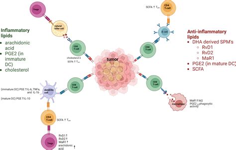 Frontiers Lipid Metabolism In Tumor Immunology And Immunotherapy