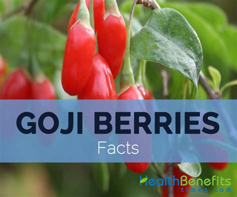 Goji Berries Wolfberry Facts And Nutritional Value