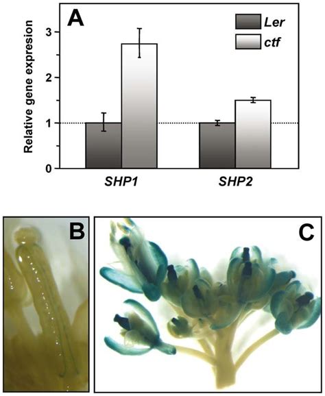 Analysis Of SHP1 And SHP2 Expression In Ler And Ctf Inflorescences A