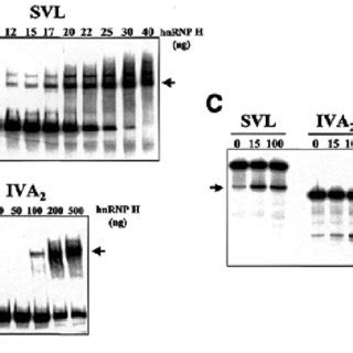 Differential Binding Affinity Of HnRNP H Affects Its Ability To