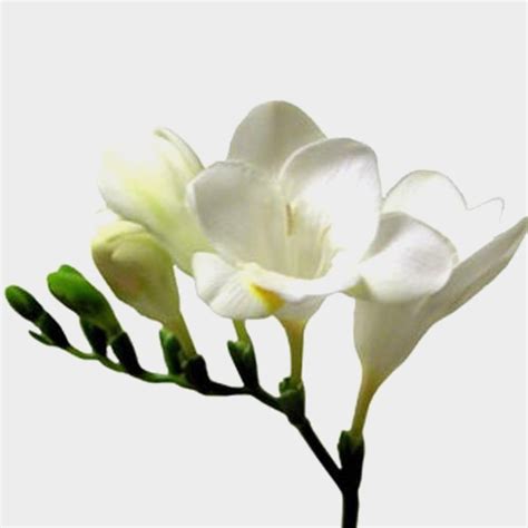 Freesia White Flower - Wholesale - Blooms By The Box