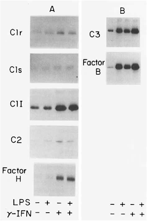 Figure 3 From Synovial Fibroblast Like Cells Synthesize Seven Proteins Of The Complement System