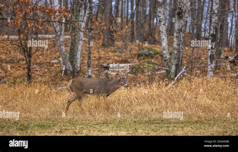 White Tailed Buck During The Rut In Northern Wisconsin Stock Photo Alamy