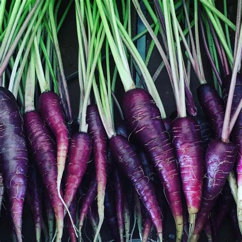 Deep Purple Carrot Seeds 100 Seeds | Etsy