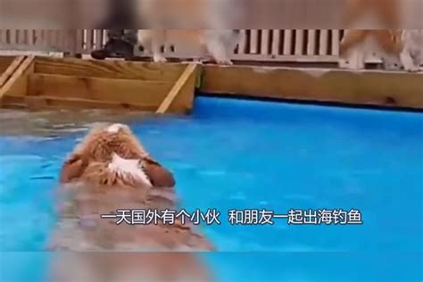 男子发现“狗狗”落水，准备上前营救时，却吓出一身冷汗落水狗狗一身