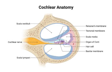 Cochlear Anatomy | BioRender Science Templates